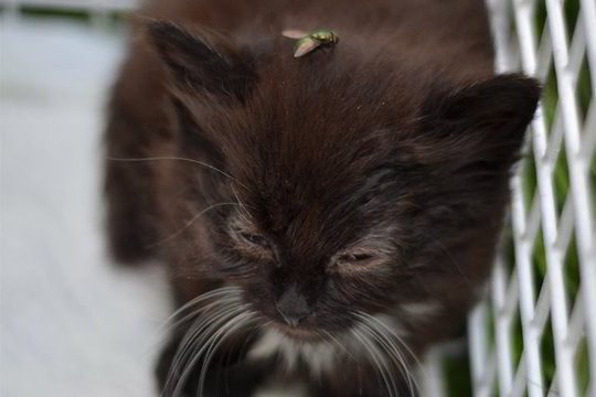 Badui ir skausmui pasmerkti kačiukai po balkonu laukė savo pabaigos