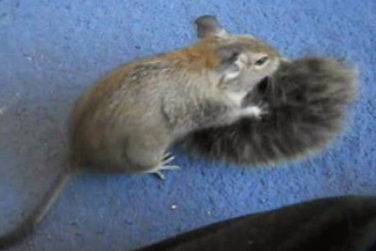 Konkursas „Keturkojo išdaiga“: degu tarsi boksininkė kovoja su pliušiniu ežiuku (video)