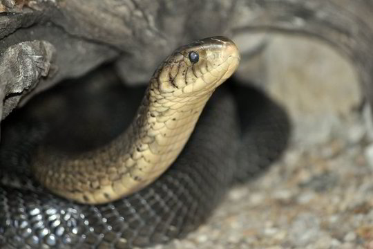 Lėktuvą su 370 keleivių sustabdė gyvatė