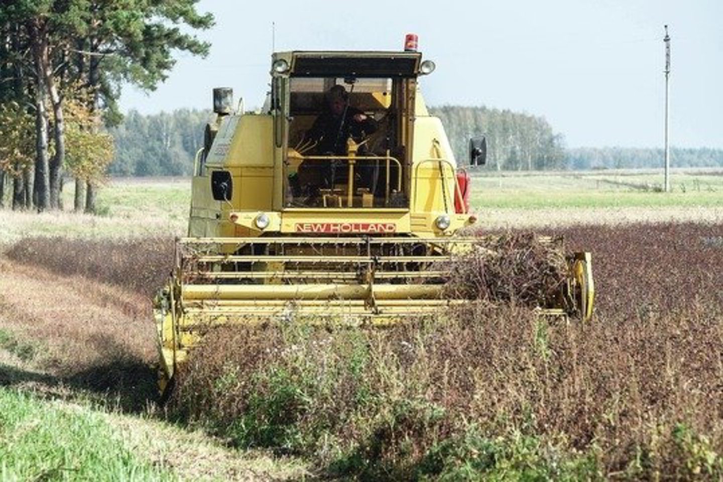 Grikius auginantys ūkininkai kol kas nebaigė kirsti šįmečio derliaus.