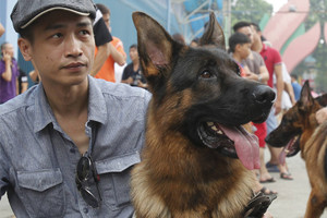 Vietoje šunų valgymo – prabanga, pinigai ir nauja meilė?