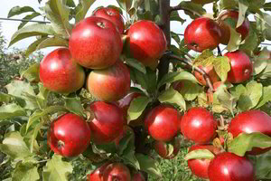 Kodėl aš vis dar myliu rudenį?