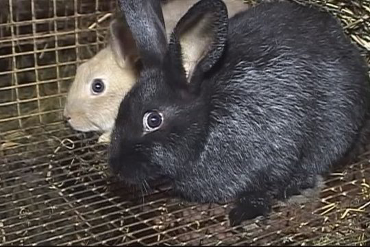 Panevėžio ūkininką maitina triušių ferma