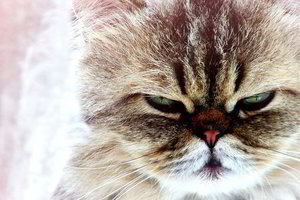 Auginate katę? Tuomet vertėtų sužinoti kai ką apie jų protą