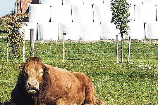 Ūkininkų rūpesčiai - kur dėti galvijus