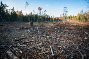 Norintiems įveisti mišką apleistoje vietovėje – galimybė teikti paraišką