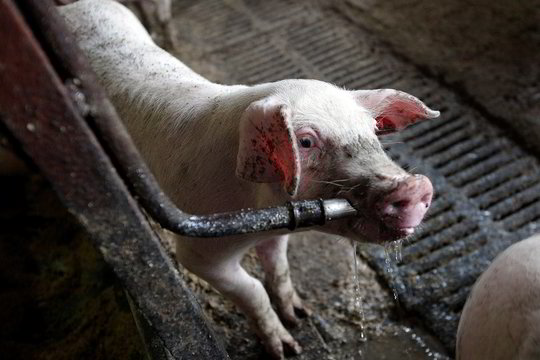 Dzūkai įsiutinti dėl reikalavimo tvartuose įrengti dušą