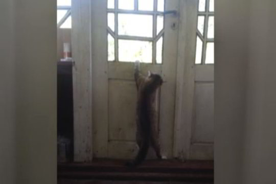 „Keturkojo išdaiga“: drąsuolis katinas erzina šunį (video)