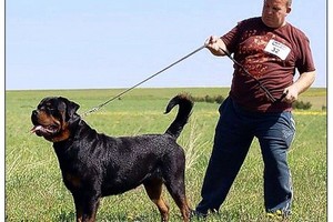 Tarsi gaidys pasipūtęs lietuvis Anglijos viščiukų fermoje tautiečius pjudė rotveileriais