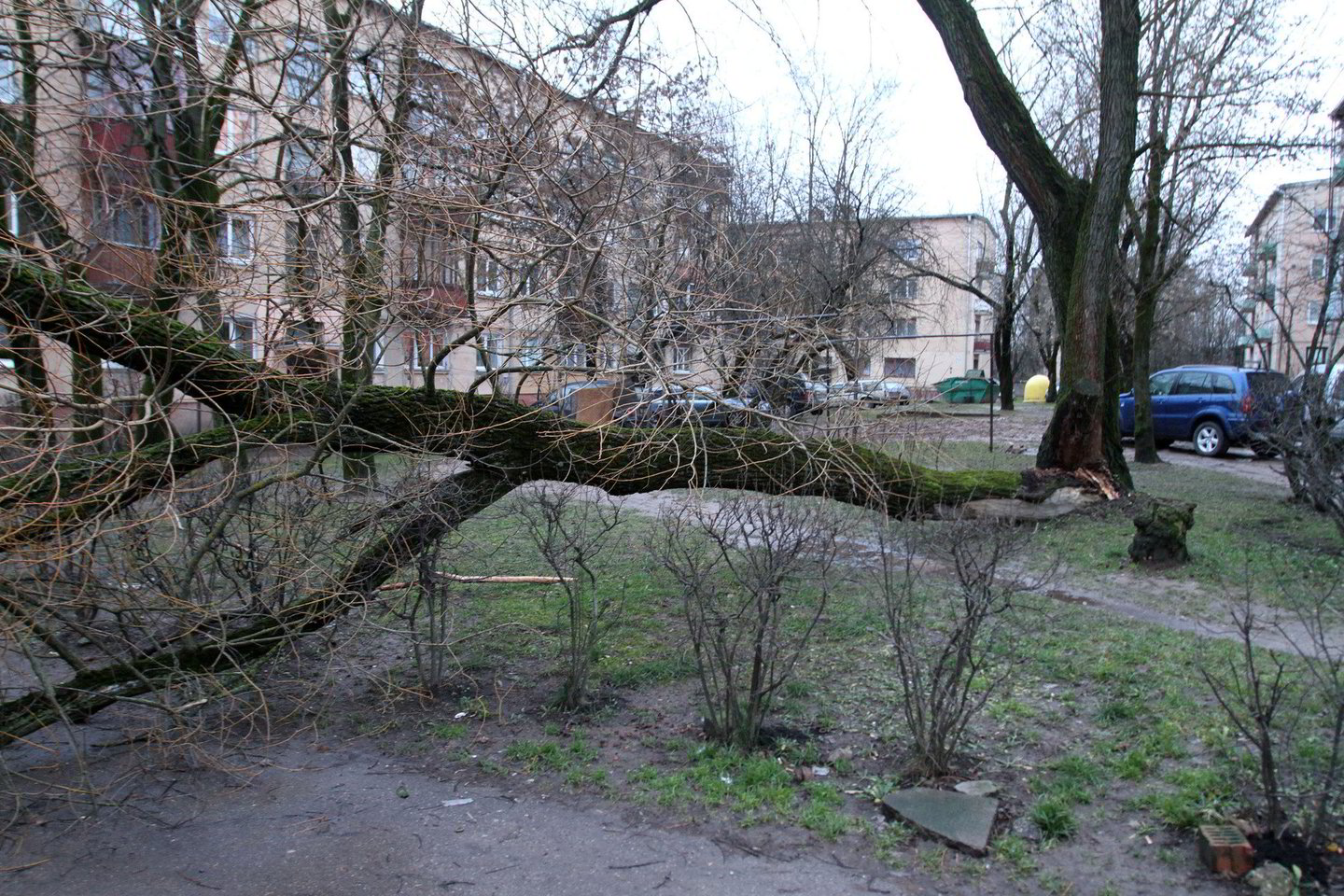Kaune nuvirto vėjo gūsių neatlaikęs medis.
