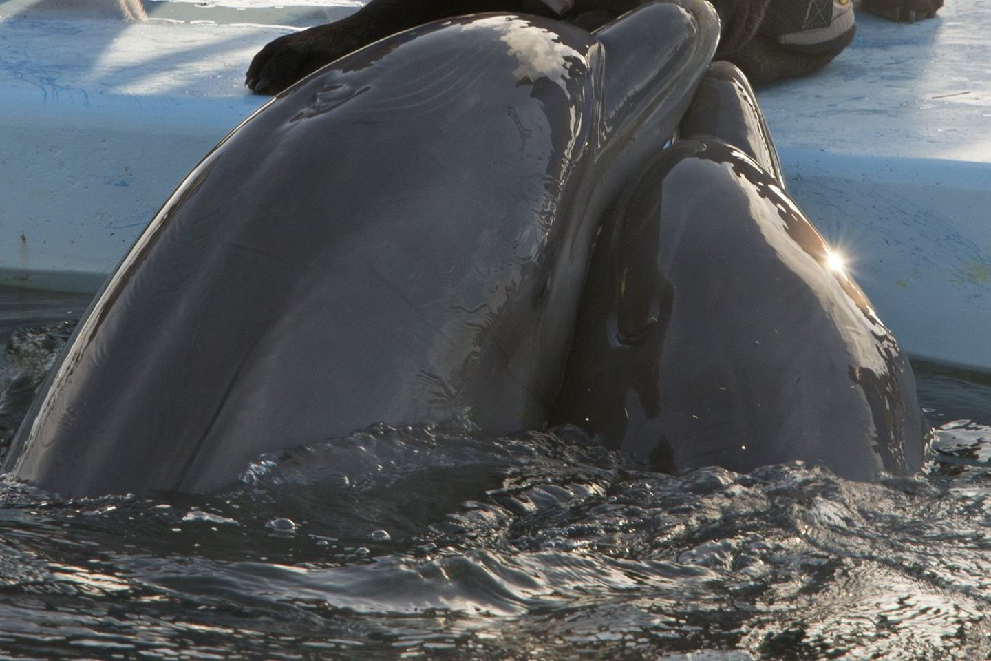 Šį šeštadienį „Sea Shepherd“ pranešė, kad atrinkti mažiausiai 25 delfinai pardavimui