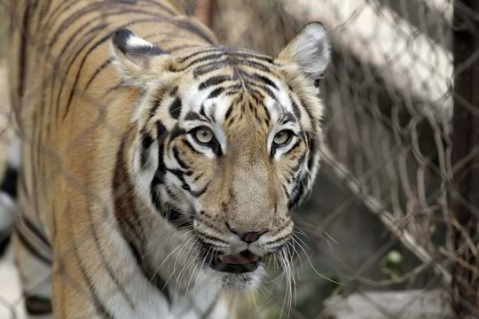 Indijos pietuose nušautas tigras žmogėdra