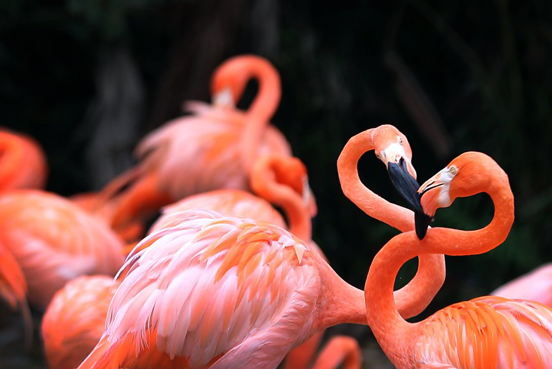 Ketvirtadienis. Paukščių parke Singapūre glaustosi flamingai.<br>AP nuotr.