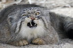 Ir kates kamuoja čiaudulys: kai lieka sekundė iki „apči“