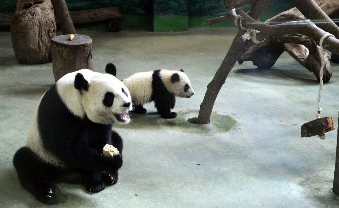 Pirmoji Taivane gimusi panda su savo motina Taipėjaus zoologijos sode.<br>EPA-ELTA nuotr.