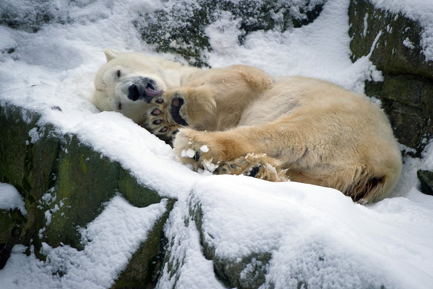 Berlyno zoologijos sode gyvenantys baltieji lokiai sniegu džiaugiasi.<br>„Reuters“ nuotr.
