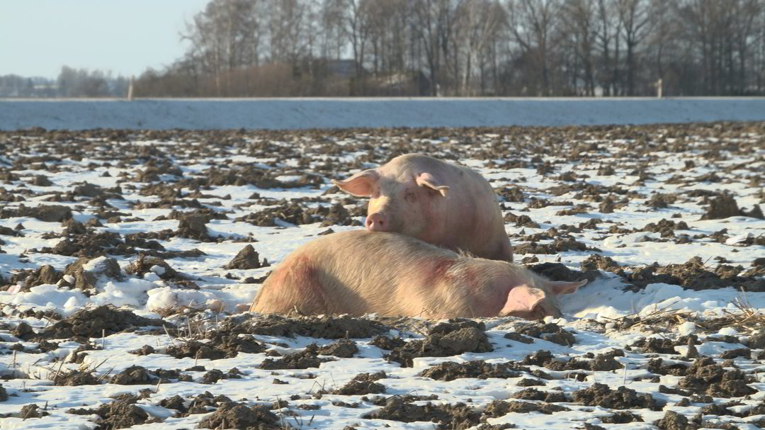 Iš Estijos į skerdyklą Lenkijoje gabenamos 200 kiaulių per avariją patyrė didelį stresą.<br>E.Naikelio nuotr.