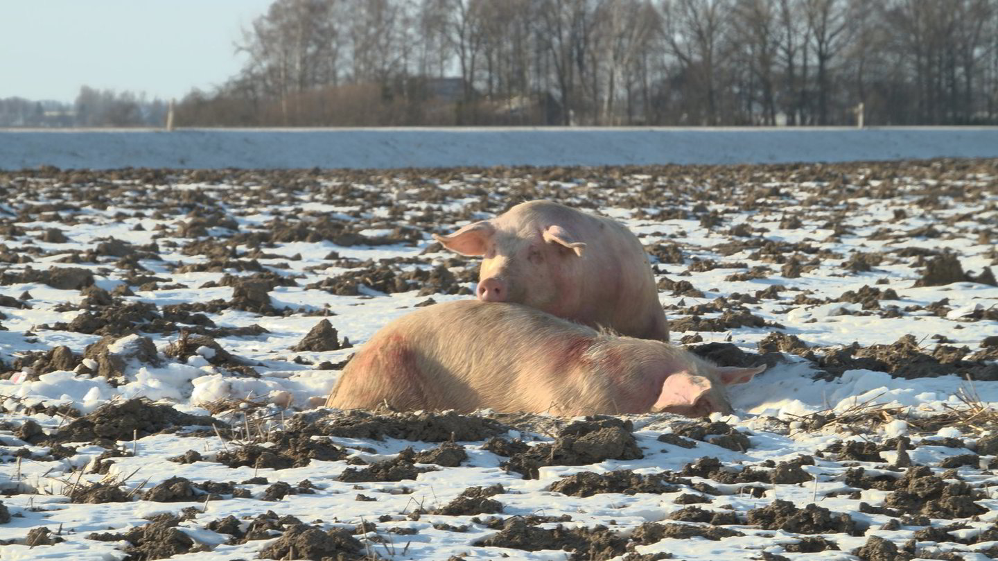 Iš Estijos į skerdyklą Lenkijoje gabenamos 200 kiaulių per avariją patyrė didelį stresą.
