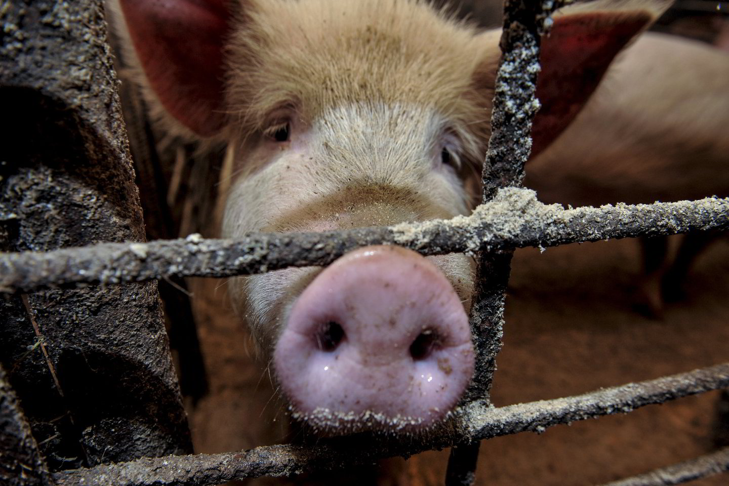 Europos Komisija (EK) pabandys įtikinti Rusiją, kad regione imtasi atitinkamų priemonių, kuriomis siekiama užkirsti kelią pavojingam susirgimui.