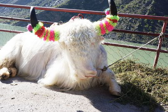 Įspūdžiai iš žygio į Rytus menininkui S.Paukščiui kelia isteriją