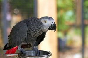 Klaipėdoje dingusią brangią papūgą gaubia paslaptis