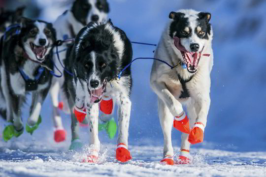Kvapą gniaužiantis reginys: stipriausių šunų kelionė per Aliaską