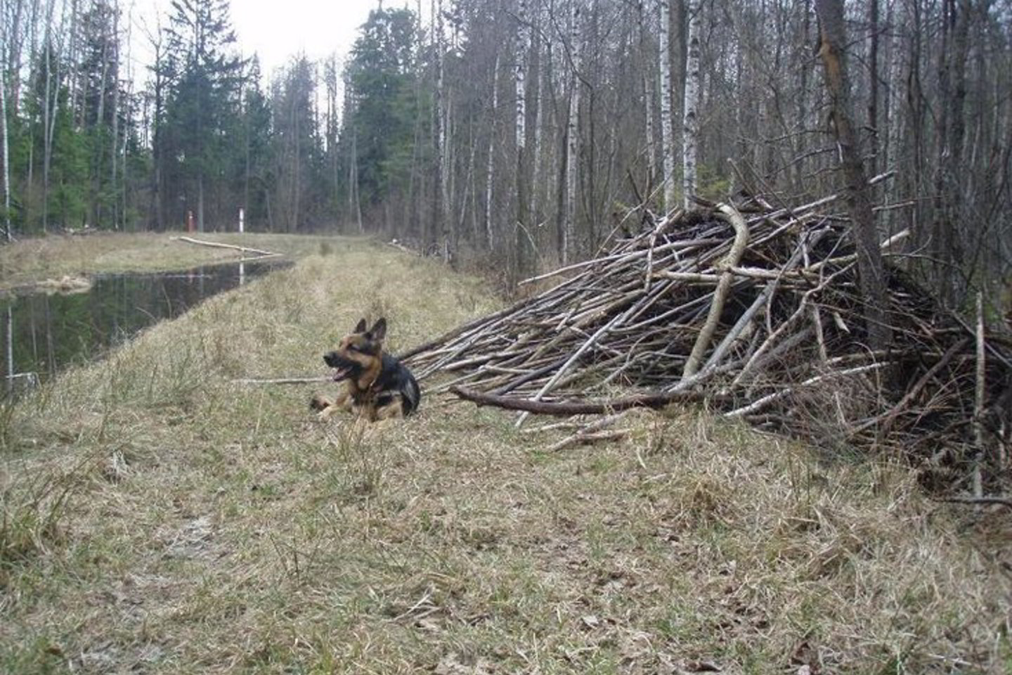 Kontrabandos pasiimti atvykę vyrai pateko į pasieniečių pasalą.
