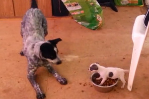 Drąsuolis šunelis apgynė ėdalą nuo kelis kartus didesnio priešo