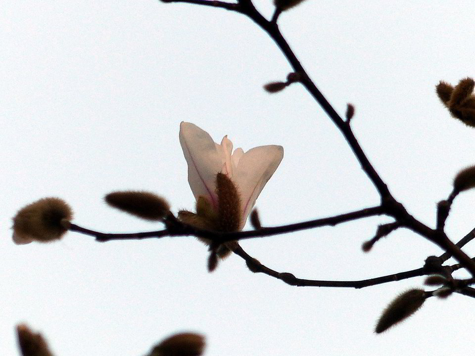 Žydinčios magnolijos.<br>A.Aleksėjūnienės nuotr.