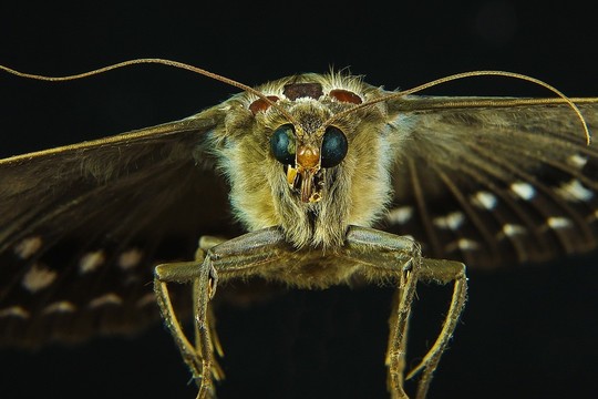 Naftalinas