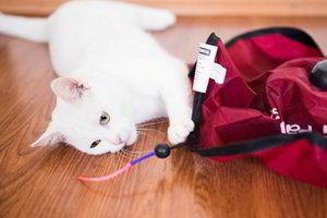 Tradicinis katės krepšelis: ko nepamiršti?