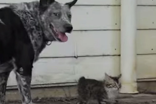 Sunkiai sergančios katės ir šuns draugystė pravirkdė milijonus