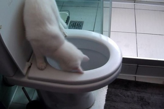 Augintinio talentas: katinas iš klozeto ištraukė tikrą grobį