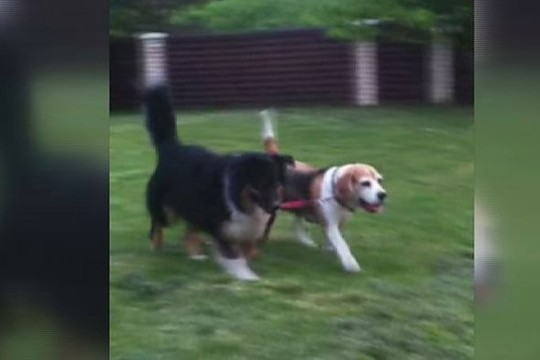 Augintinio talentas: jaunas šuo veda vyresnį už pavadėlio