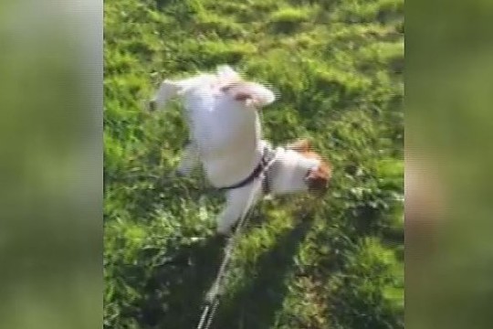 Augintinio talentas: šuo laksto tik ant priekinių kojų