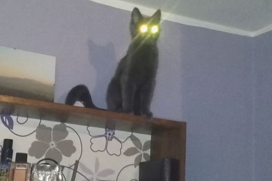 Augintinio talentas: švytinčios katės akys – kaip prožektoriai