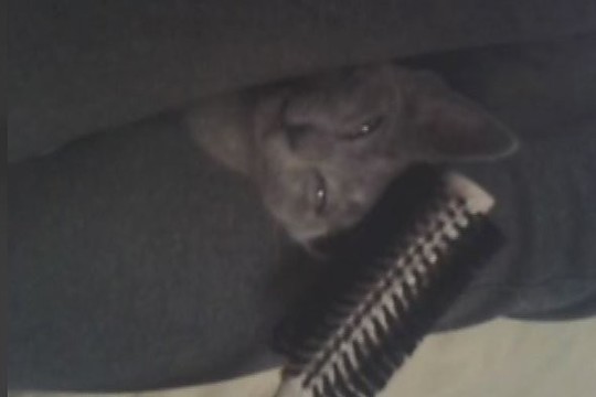 Augintinio talentas: begalinis katino malonumas – šukos