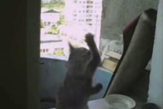 Augintinio talentas: katė – langų valytoja