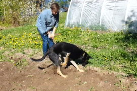 Augintinio talentas: keturkojis „ekskavatorius“ linksminasi sode