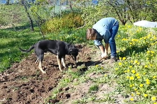 Augintinio talentas: keturkojis „ekskavatorius“ linksminasi sode