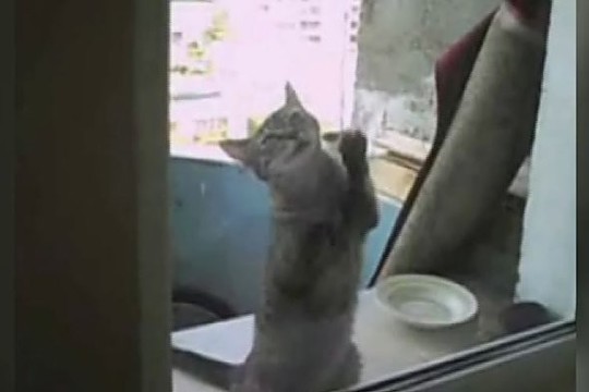 Augintinio talentas: katė – langų valytoja