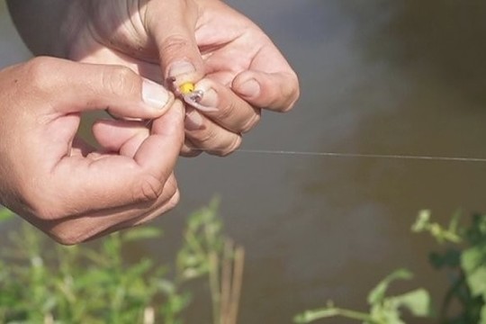 „Šiandien kimba“: karosų žvejyba upelyje (II)