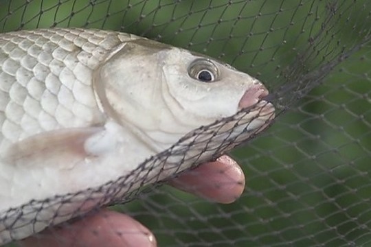 „Šiandien kimba“: karosų žvejyba upelyje (I)