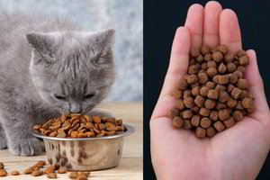 Kas nutiktų, jeigu žmonės valgytų taip, kaip katės?