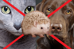 Kačių ir šunų nebereikia: žmonių širdis pavergė ežiukai!