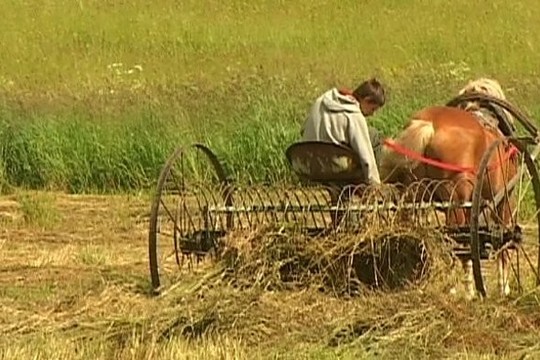 „Girių takais“: pievų šienavimo ypatumai (I)