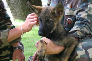 Lietuvos pasienį saugos aštriadančių keturkojų būrys