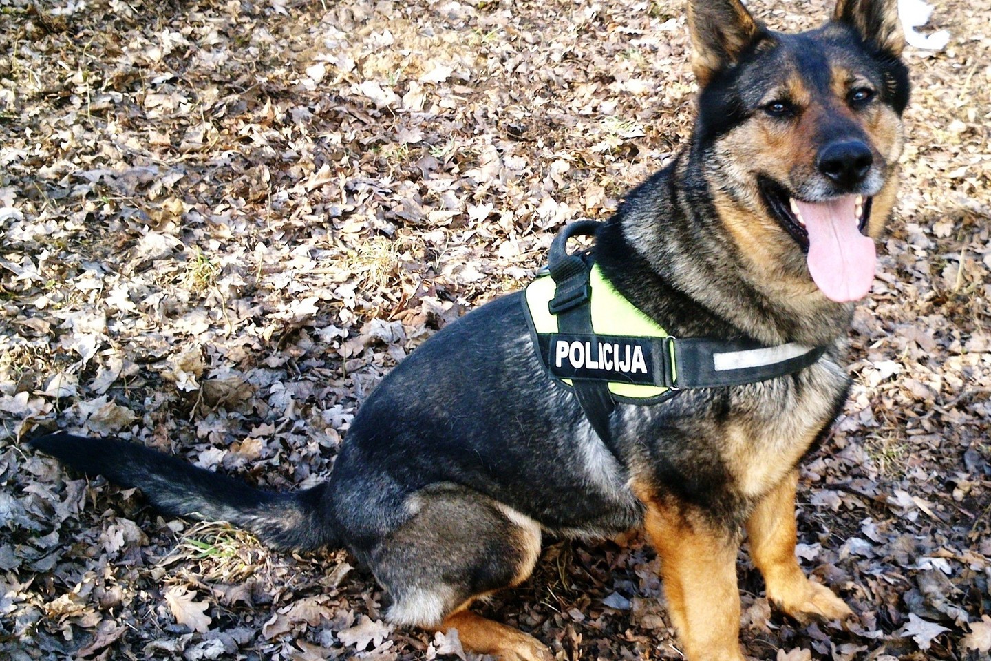 Patrulių rinktinės tarnybinis šuo Gilza automobilyje aptiko narkotikų.