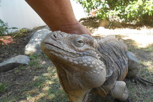 Namuose gyvenantis roplys elgiasi kaip šuo