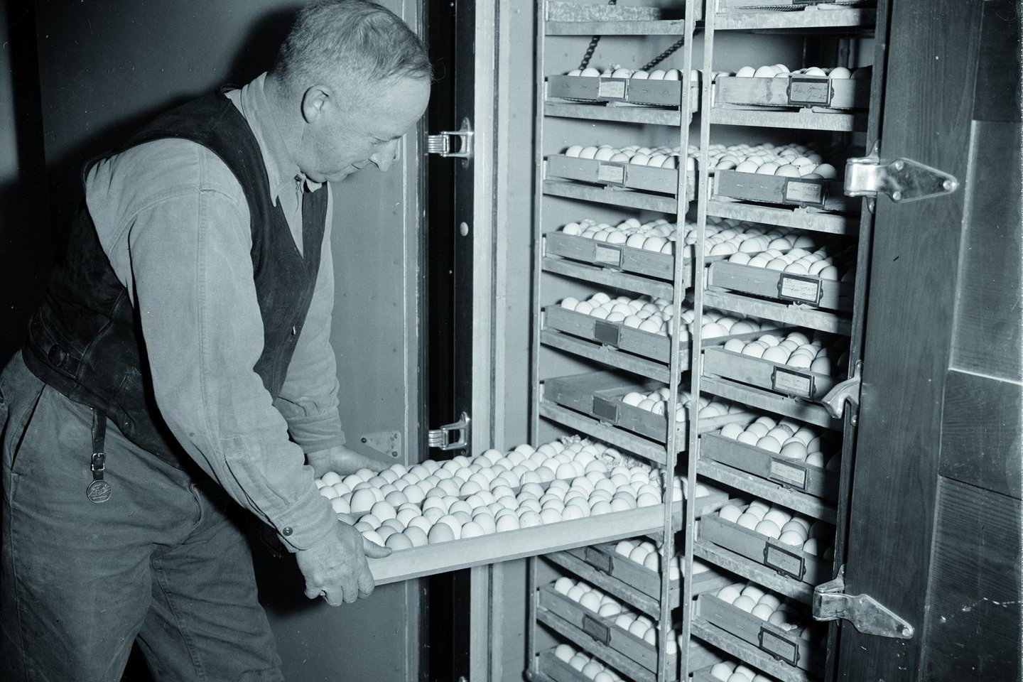 Į inkubatorių dedami kiaušiniai, 1938 m.<br>Archyvo nuotr.